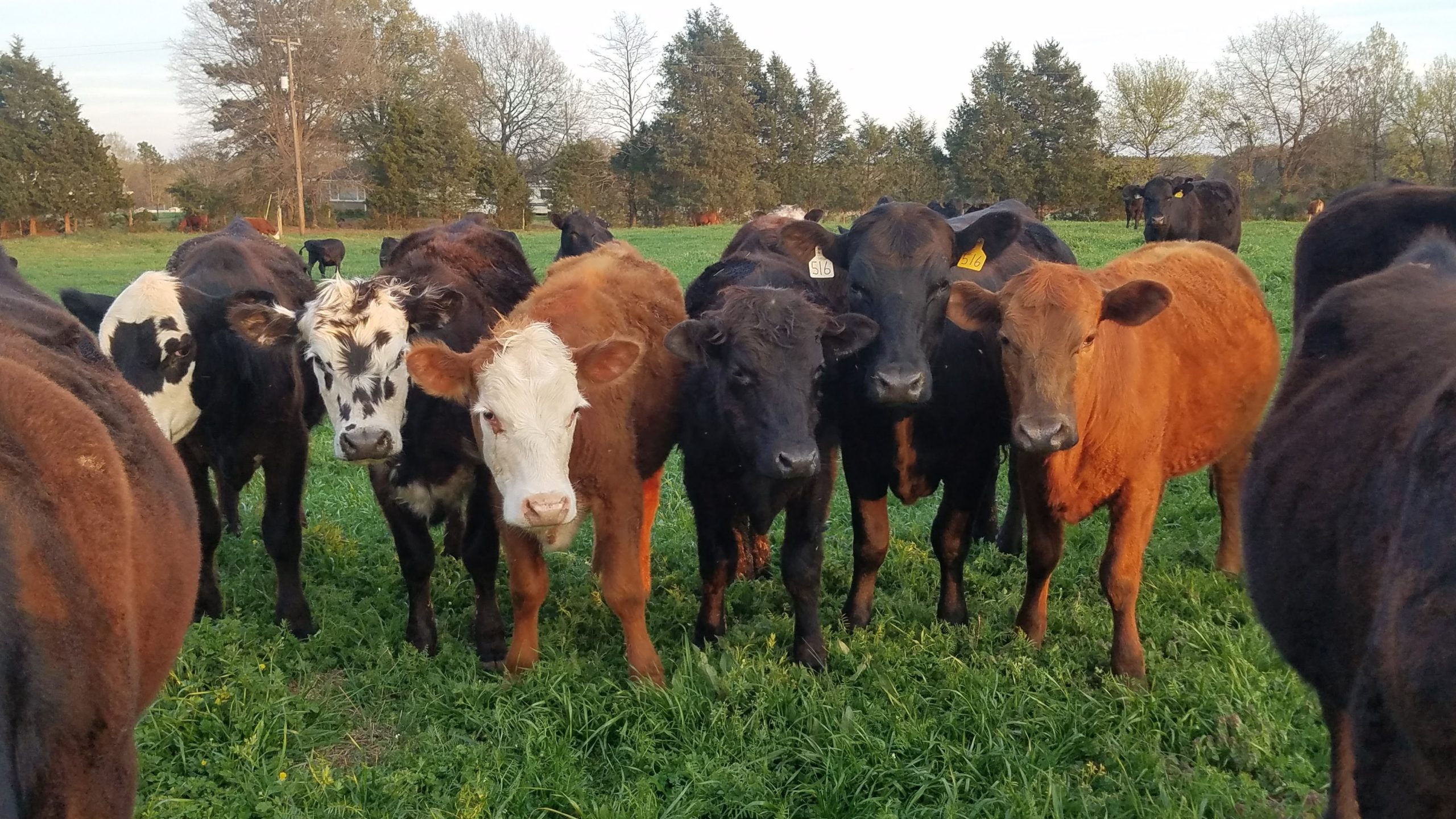 Our Beef Watson Farms