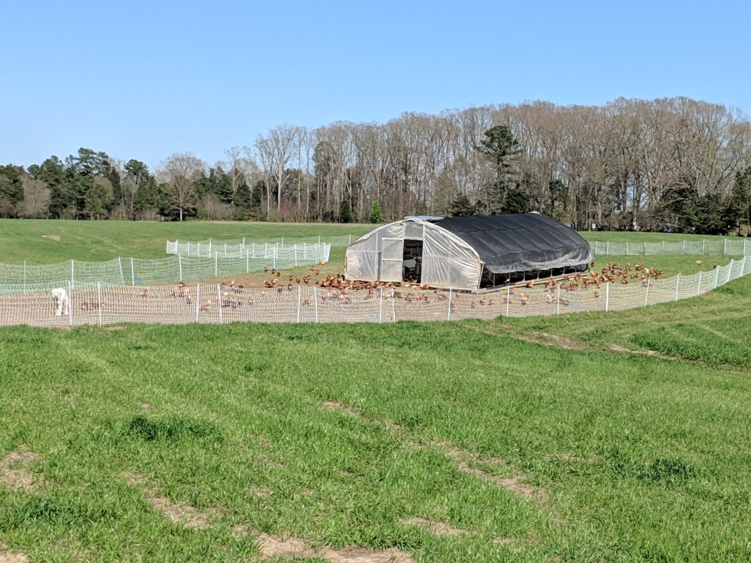 Newsletter 7 Watson Farms