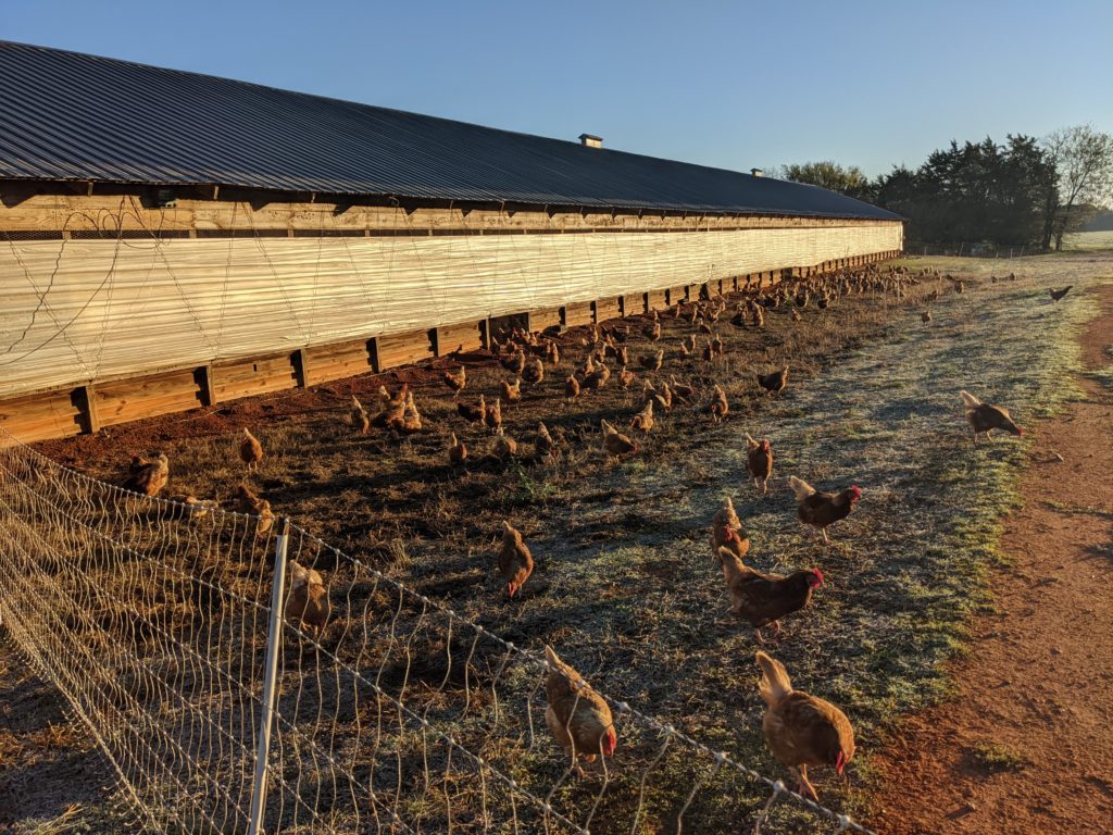 Newsletter 7 Watson Farms